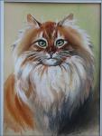 Сибирский кот